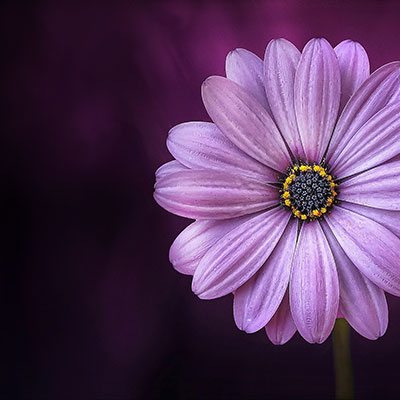 flower-729512_1920_7.jpg