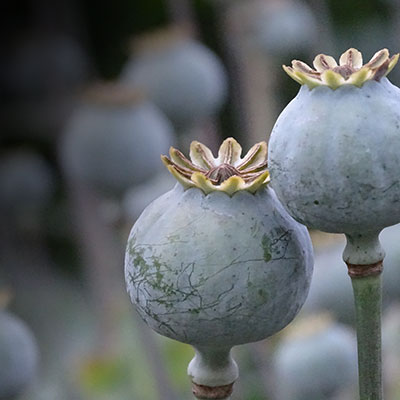poppy-2502046_1920_7.jpg