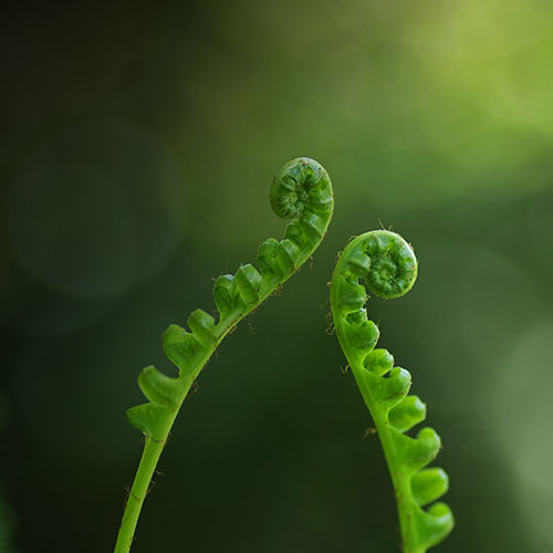close-up-curled-fern_7.jpg
