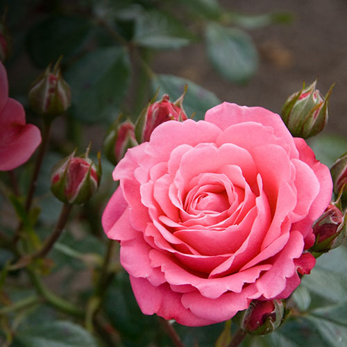 pink-inspired-by-roses_7.jpg