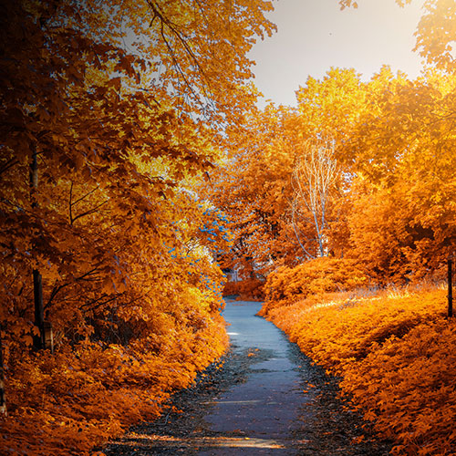 photo-of-path-in-between-woods-during-autumn_7.jpg