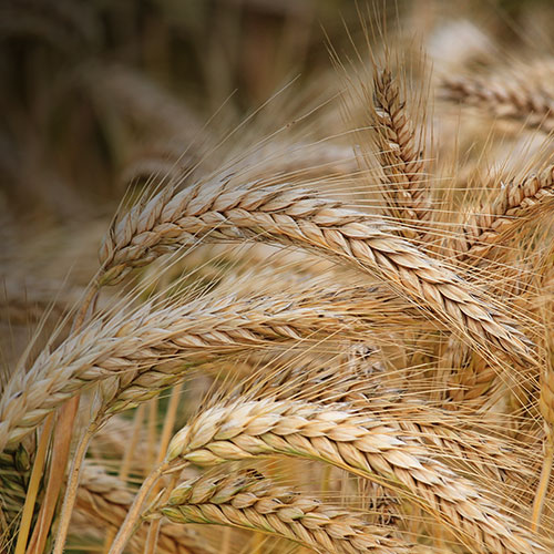close-up-of-wheat-inspired-engagement_7.jpg